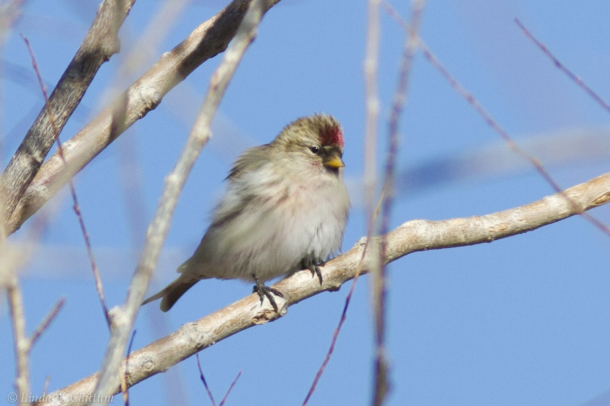 Common Redpoll - ML125055571