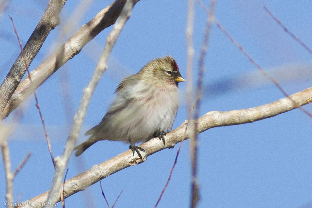 Common Redpoll - ML125055601