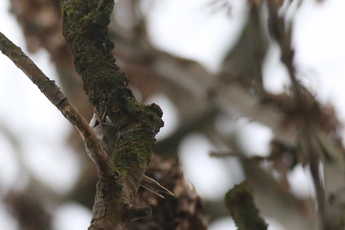 Short-toed Treecreeper - Peter Hosner