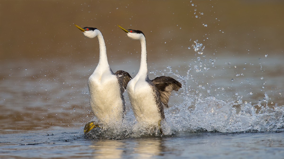 Western Grebe - ML125057421