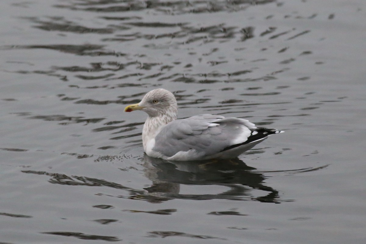 Kuzey Gümüş Martısı (argentatus/argenteus) - ML125057661