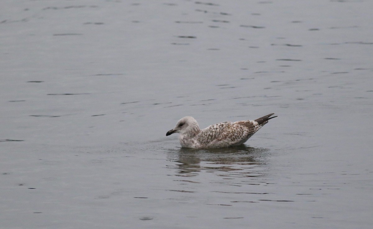 Herring Gull (European) - ML125057681