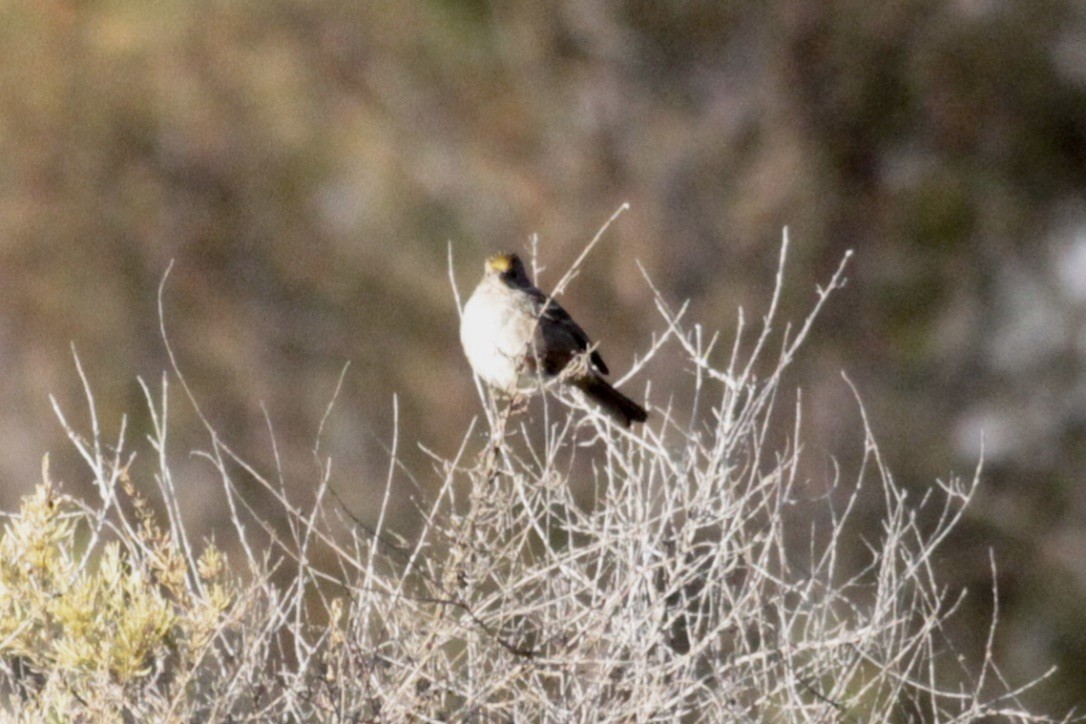 Golden-crowned Sparrow - ML125058011