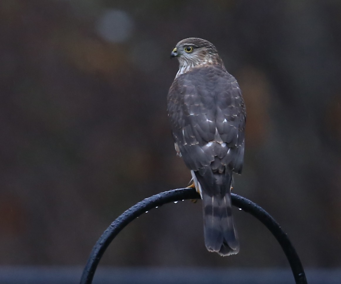 Sharp-shinned Hawk - ML125058141