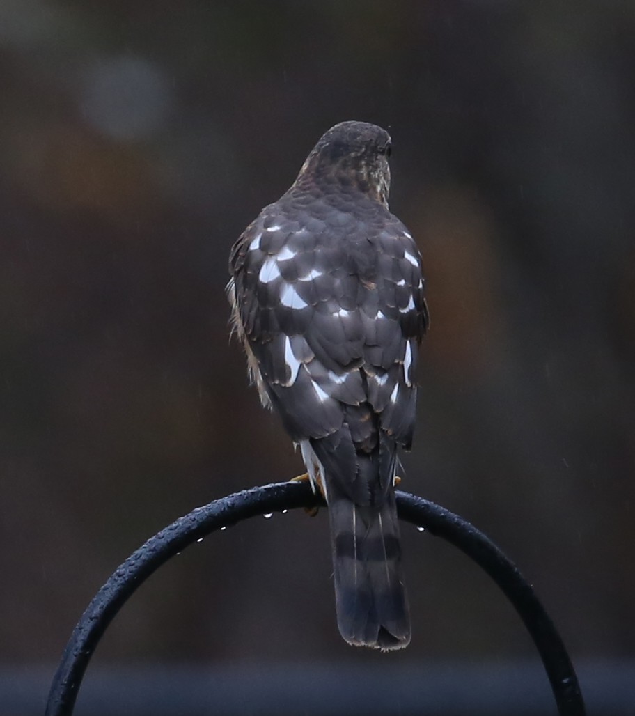 Sharp-shinned Hawk - ML125058391