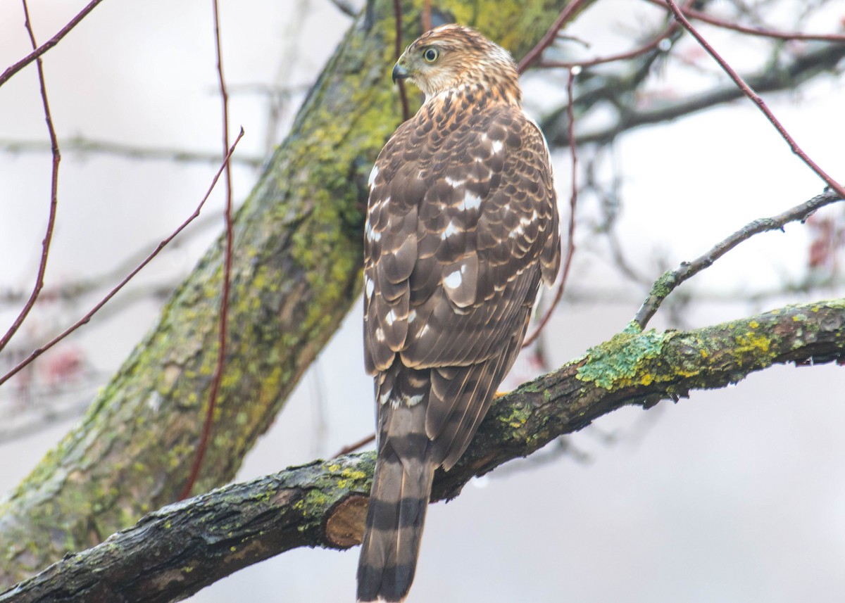 Cooper's Hawk - Margaret Bowman