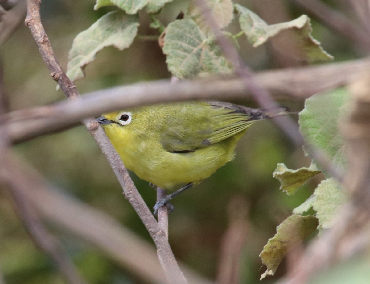 Zostérops à flancs jaunes - ML125060021