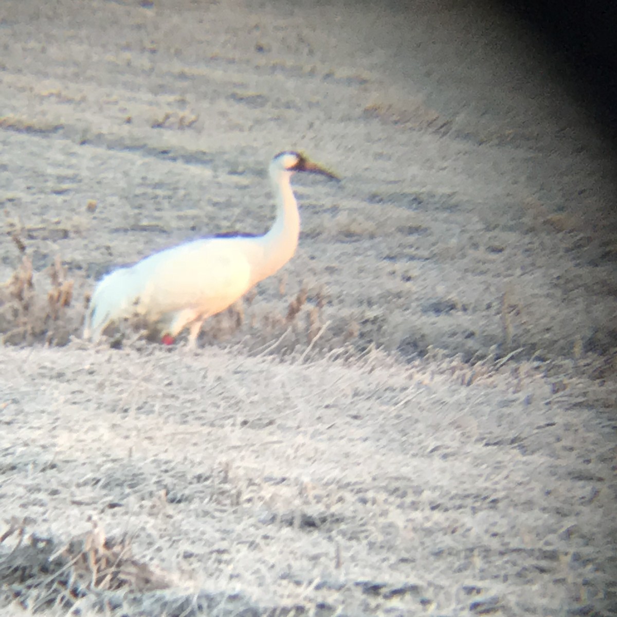 Whooping Crane - ML125061771