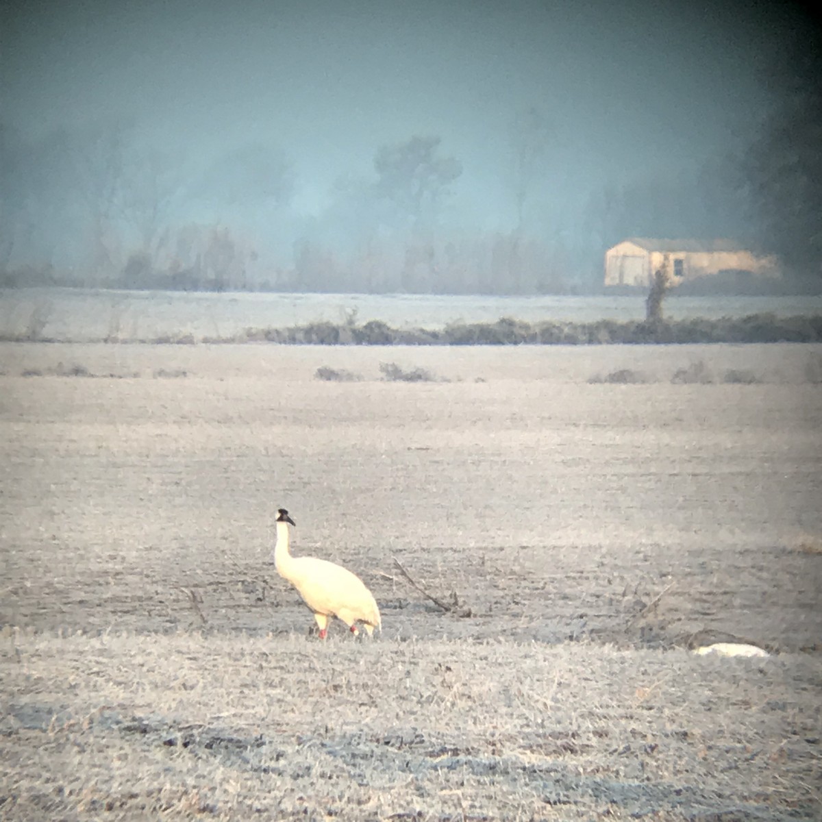 Whooping Crane - ML125061781