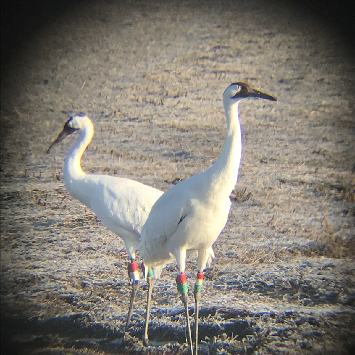 Whooping Crane - ML125061821