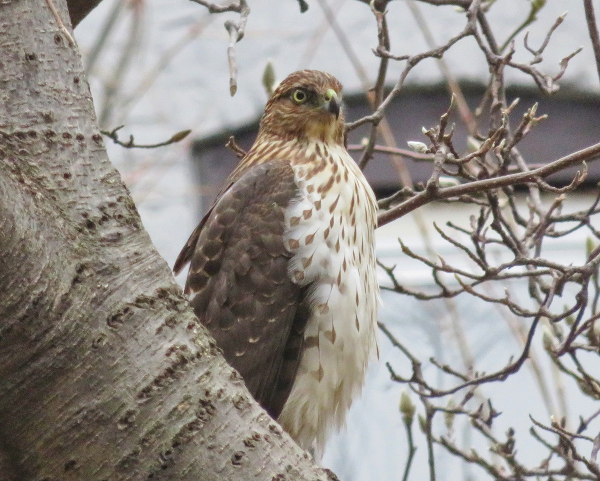 Cooper's Hawk - ML125062841