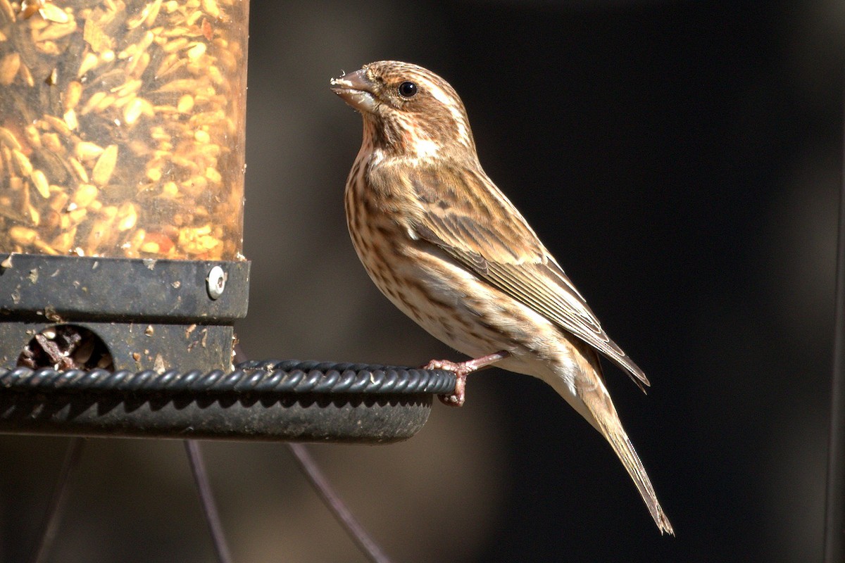 Purple Finch - ML125066351