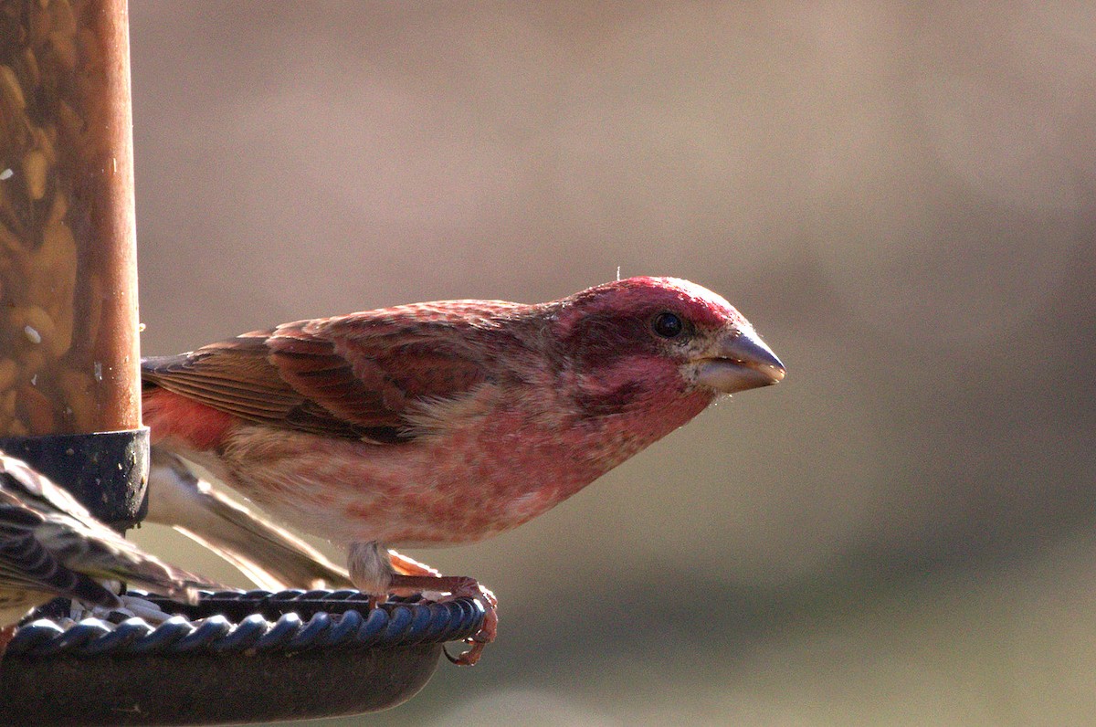 Purple Finch - ML125066371