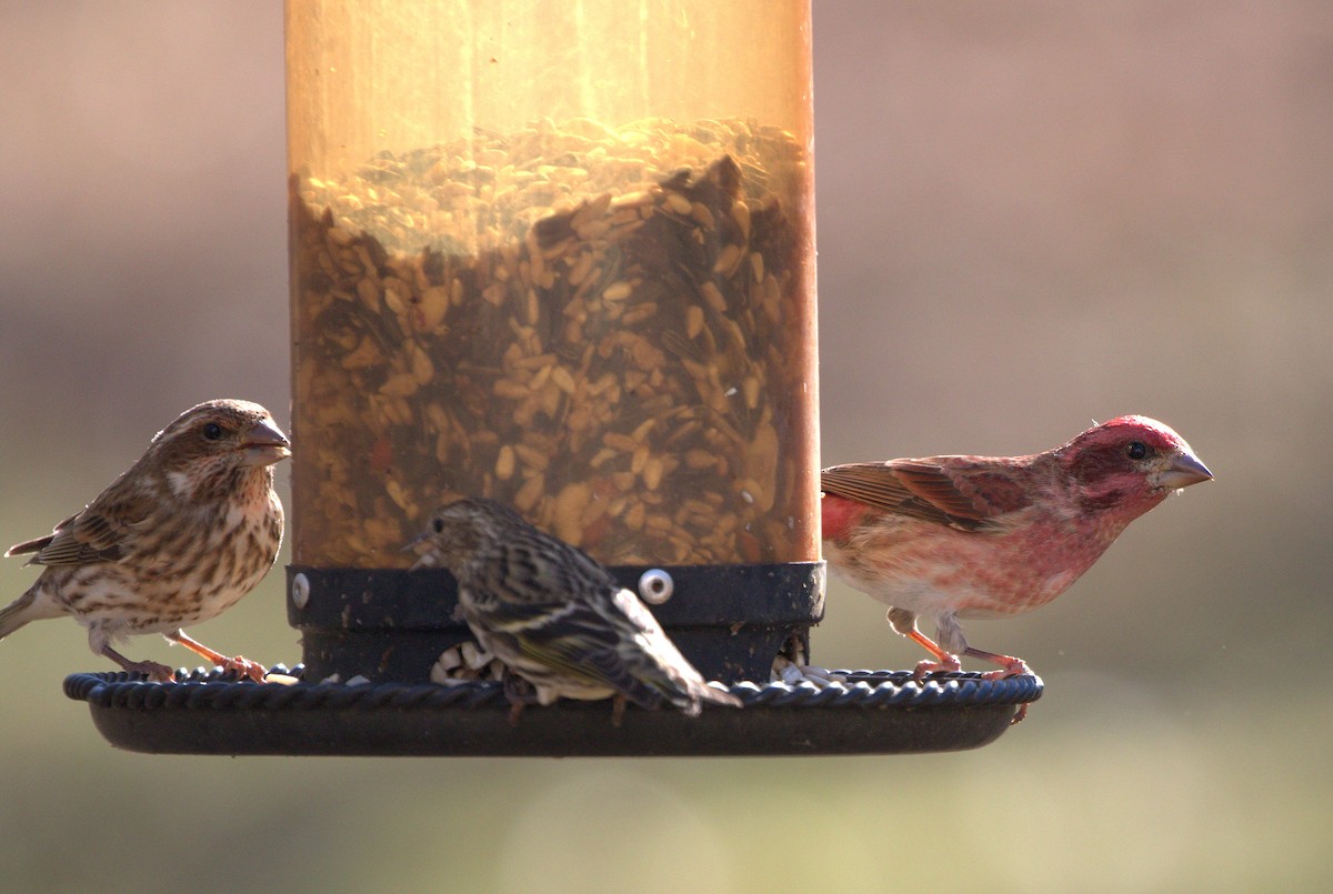 Purple Finch - ML125066421