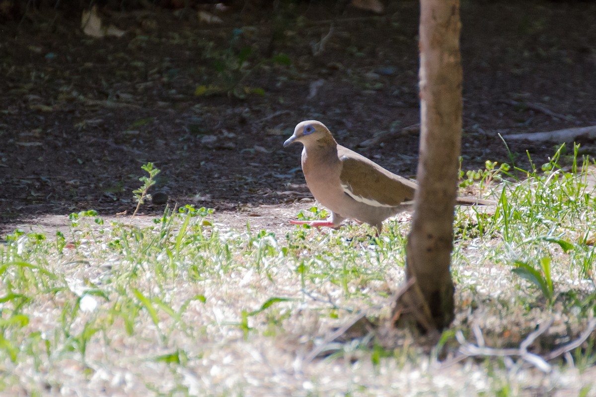 West Peruvian Dove - ML125067381