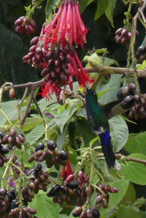 Blue-capped Puffleg - Robin Duska