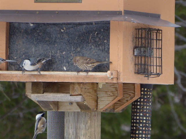 Pine Siskin - ML125069201