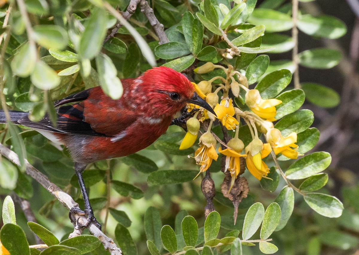 Apapanekleidervogel - ML125070011