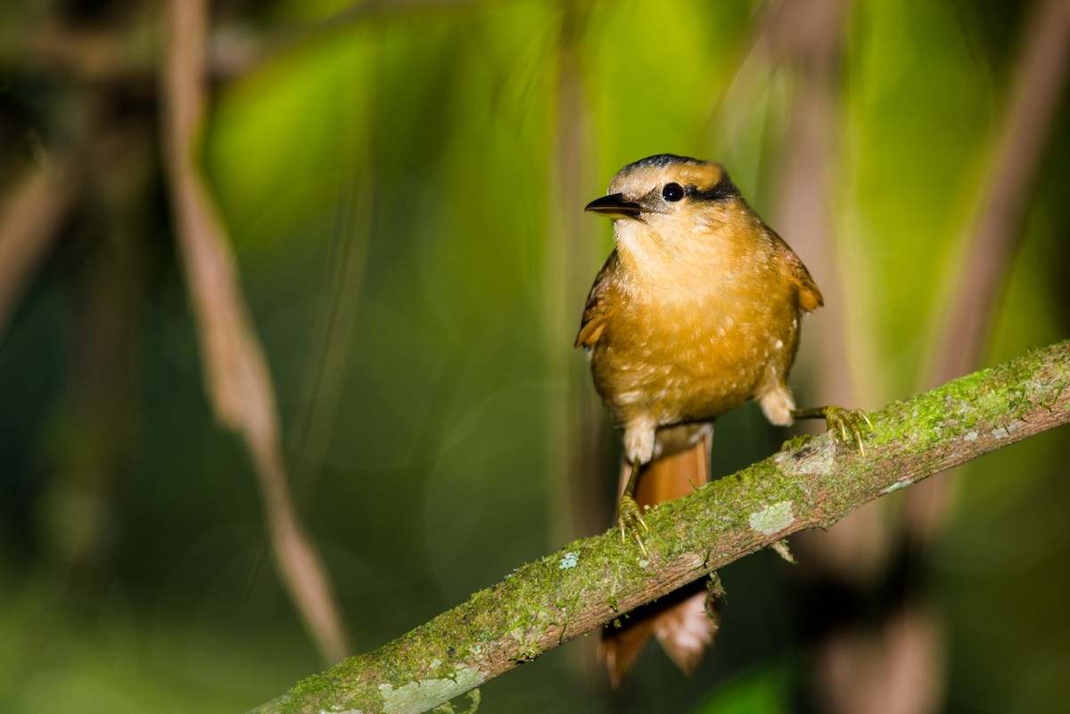 Buff-fronted Foliage-gleaner - Claudia Brasileiro