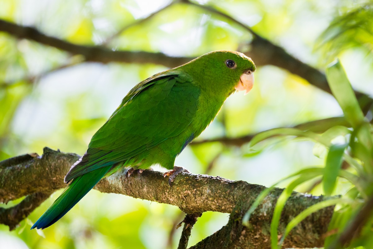 Blue-bellied Parrot - ML125072051