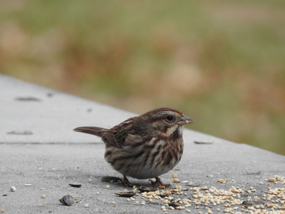Song Sparrow - ML125072291