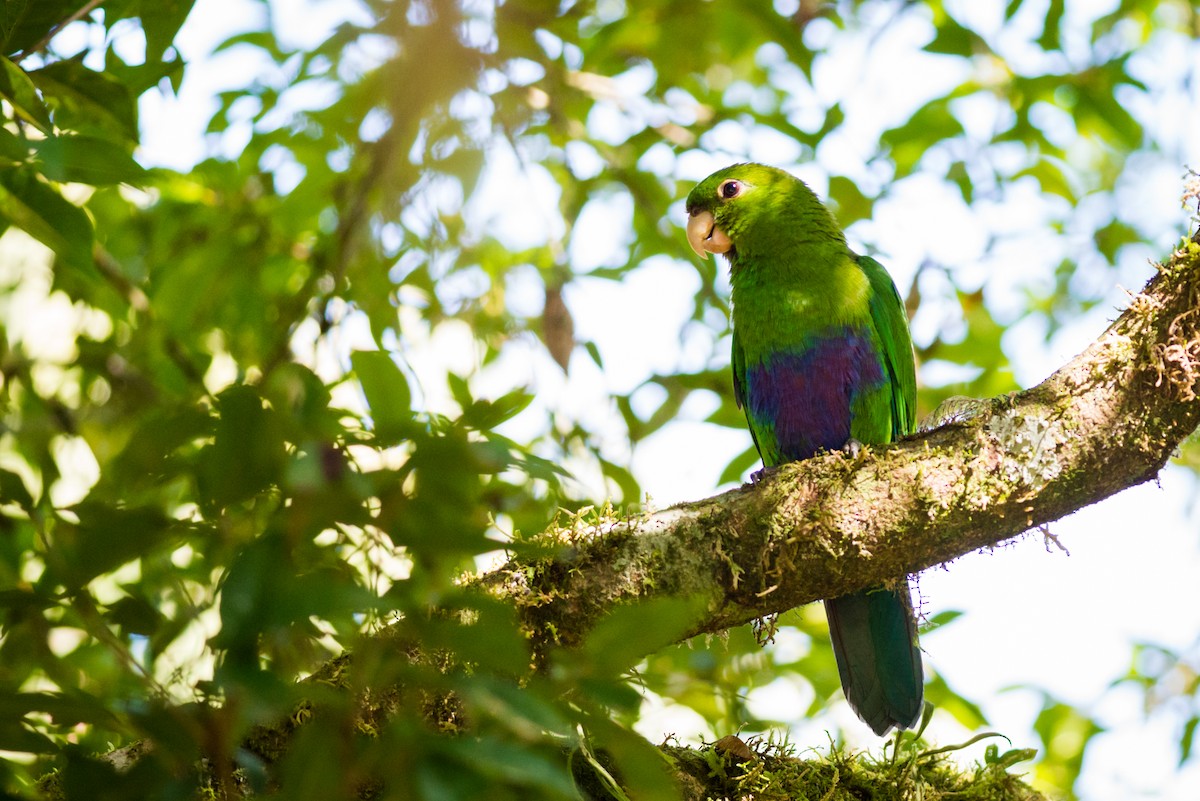 Blue-bellied Parrot - ML125072591