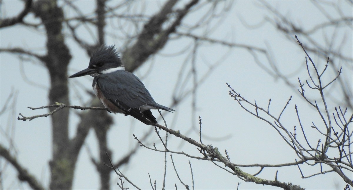 Belted Kingfisher - ML125073021