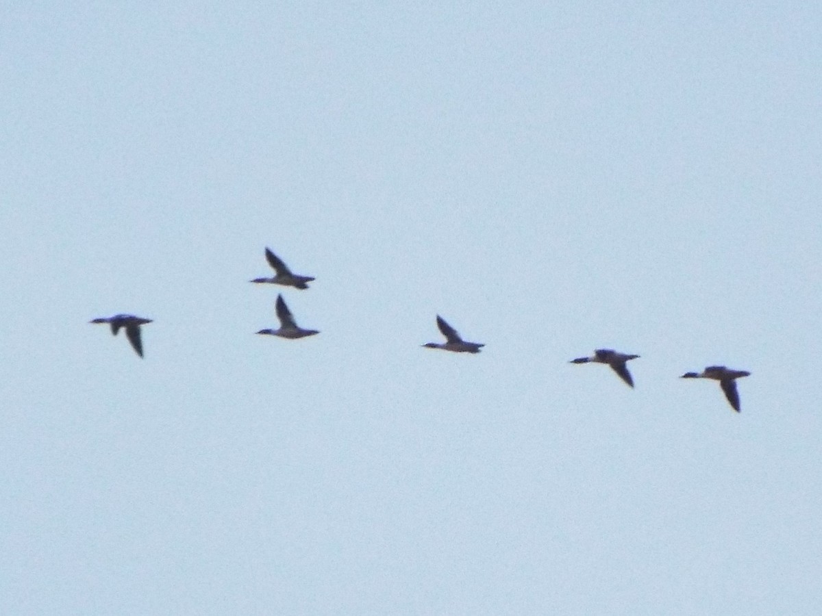 Common Merganser (North American) - ML125073971