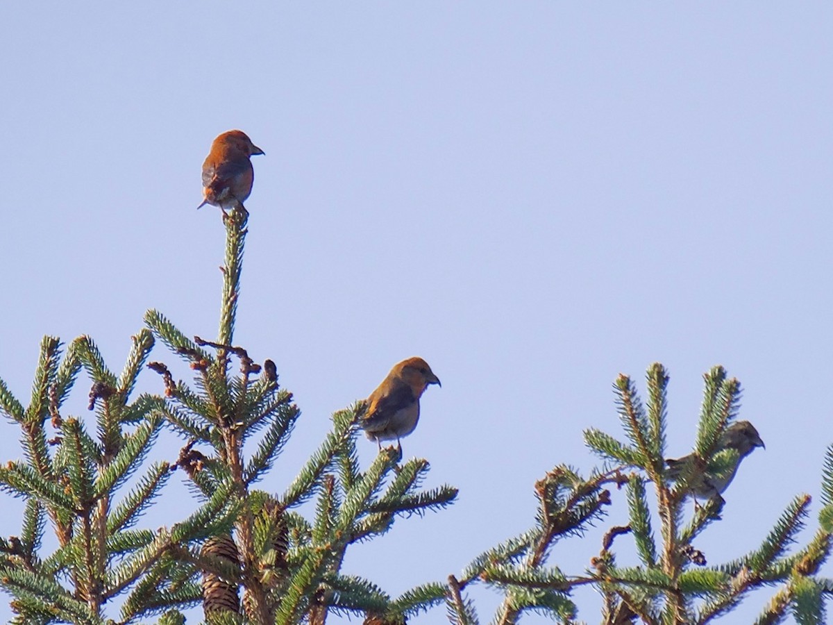 Red Crossbill - Jeffrey Thomas