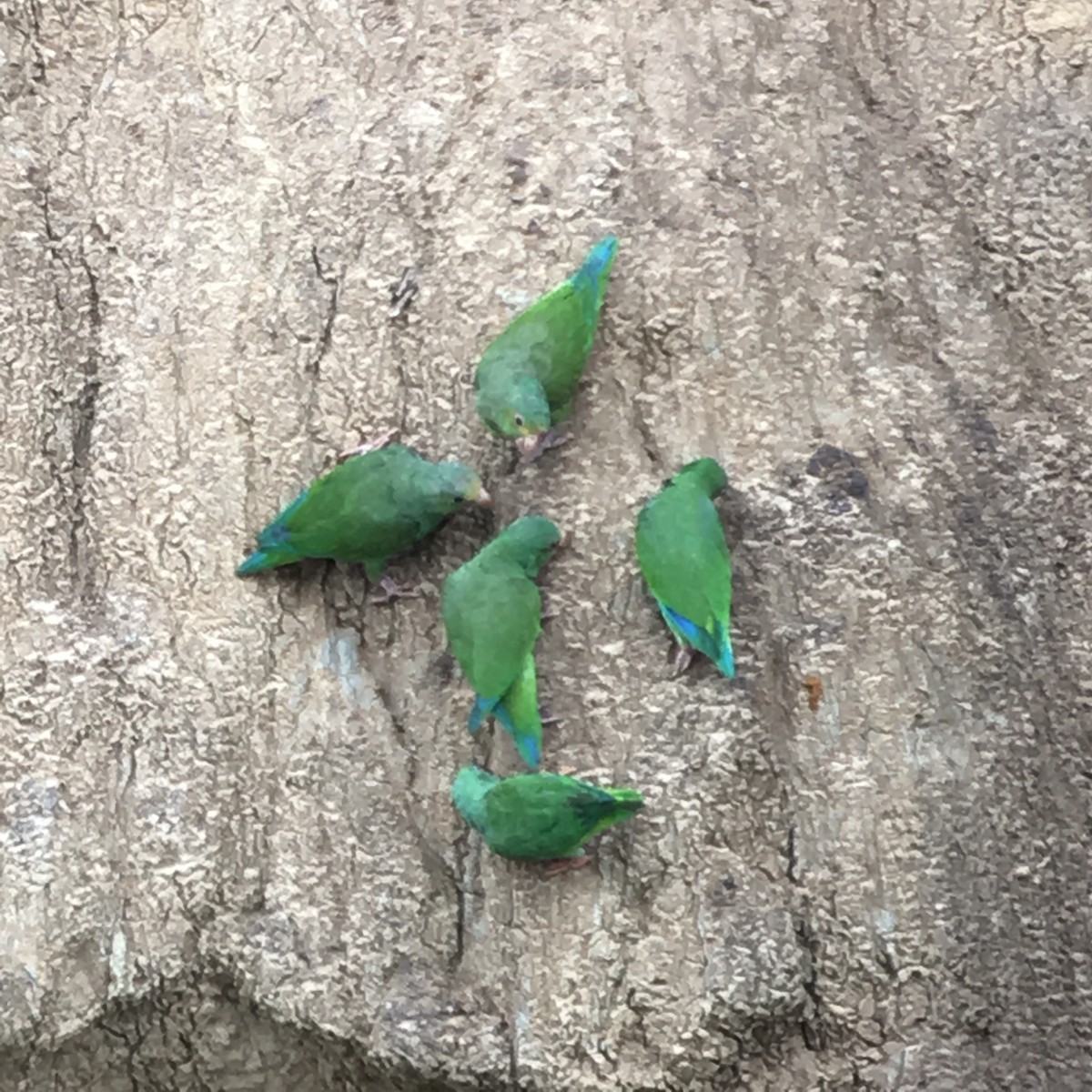 Amazonian Parrotlet - ML125077841