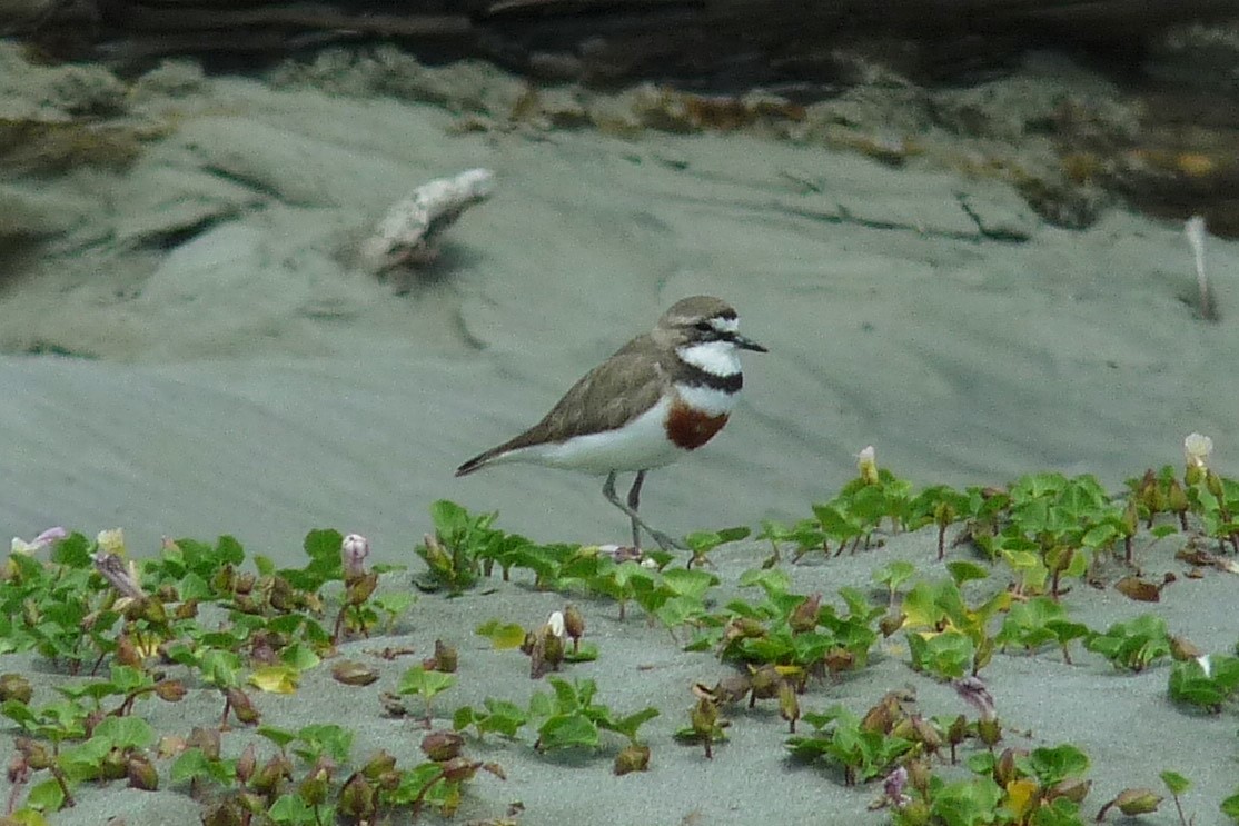 Double-banded Plover - ML125077961