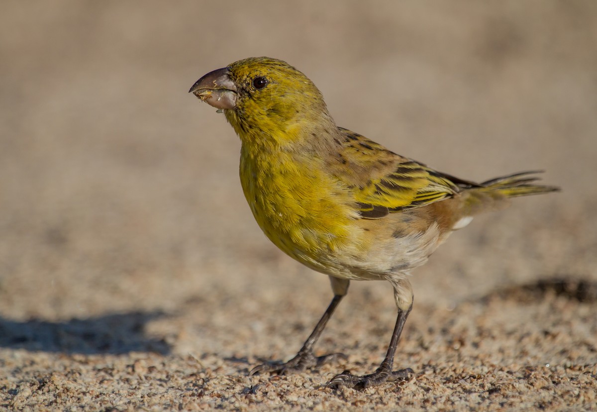 Laysan Finch - ML125078731