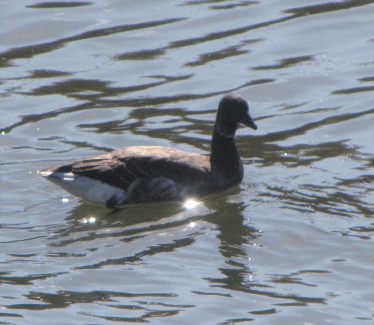 Brant - ML125079841