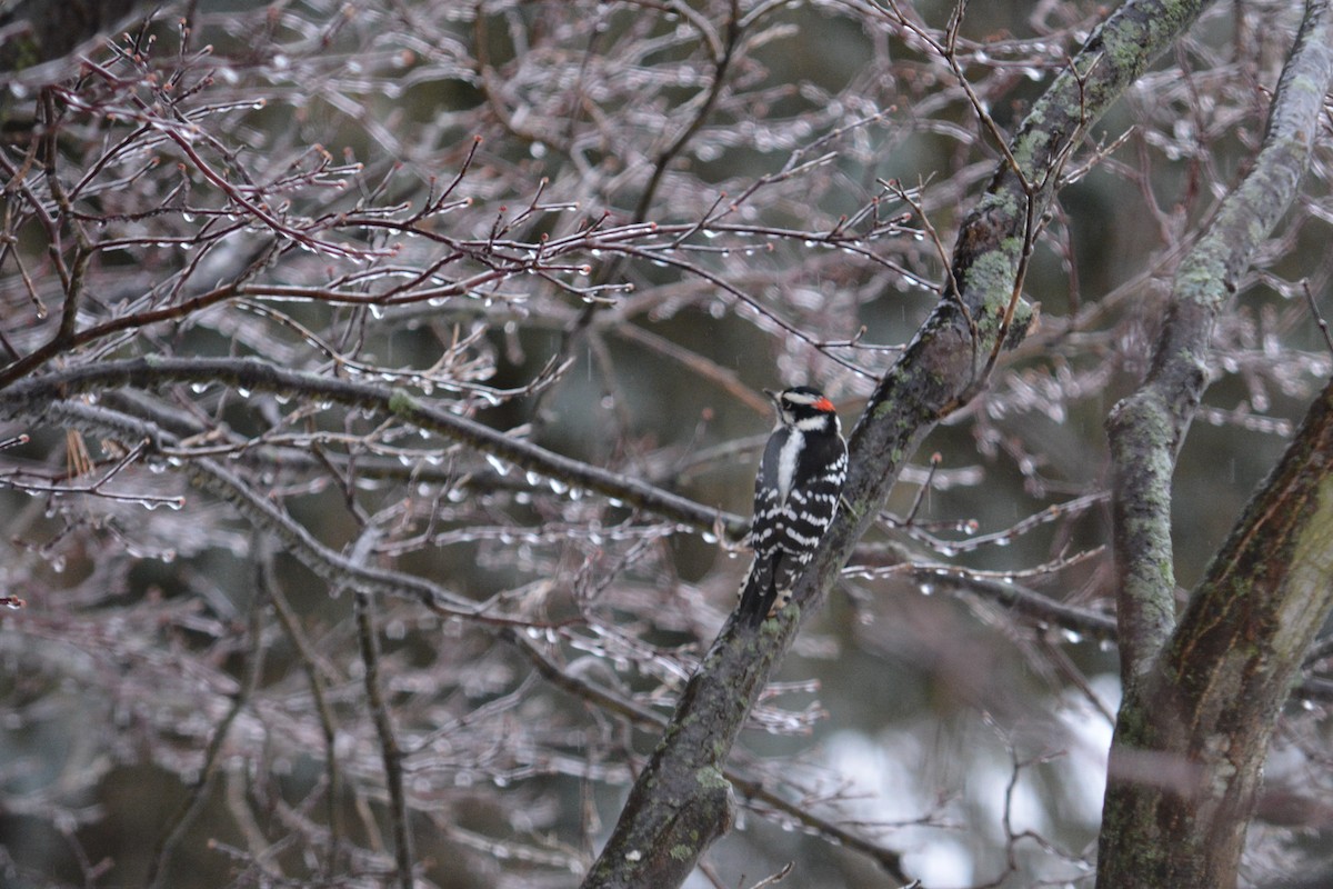 Downy Woodpecker - ML125080831