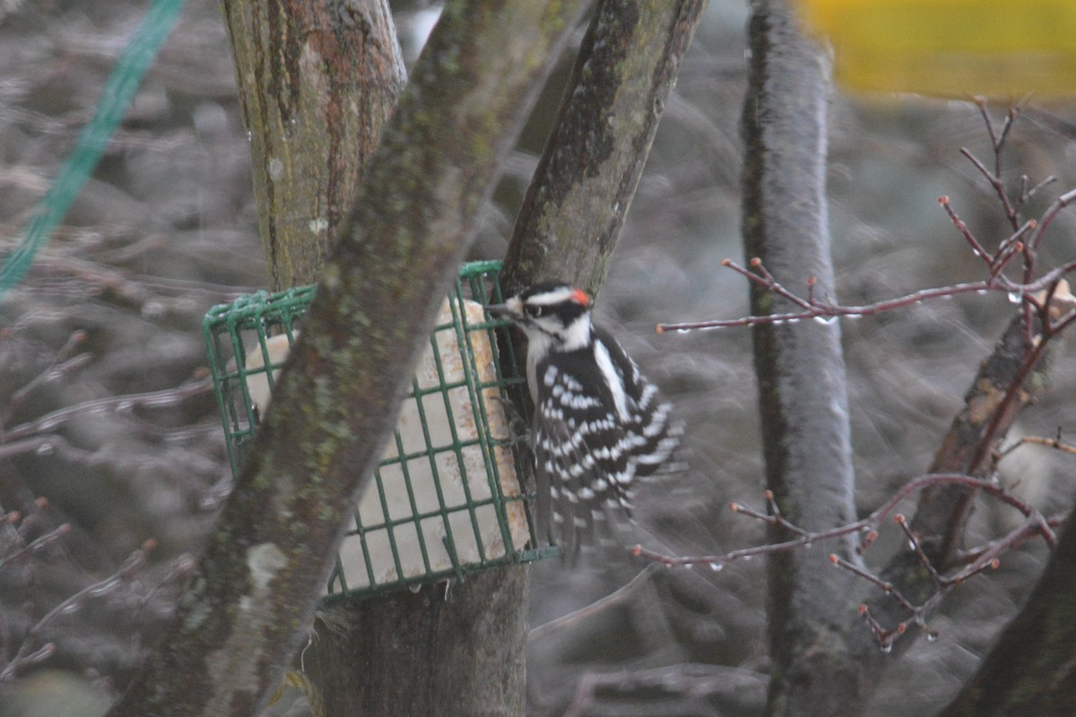 Downy Woodpecker - ML125080891