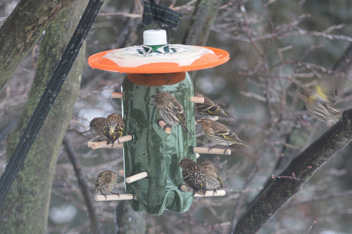 Pine Siskin - ML125081011