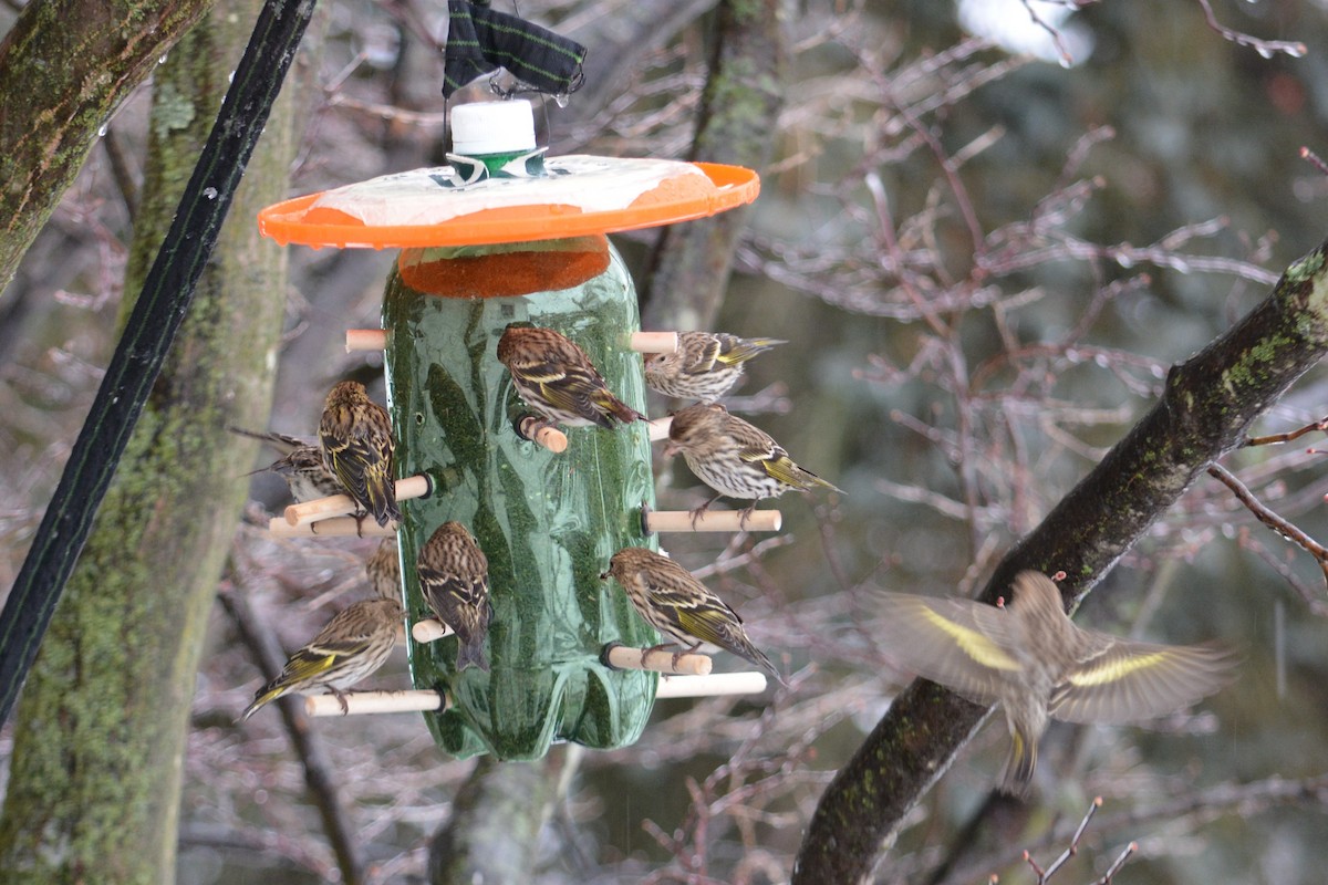 Pine Siskin - Rich Hanlon