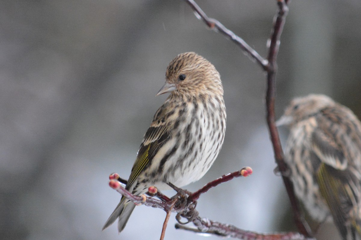 Pine Siskin - ML125081201