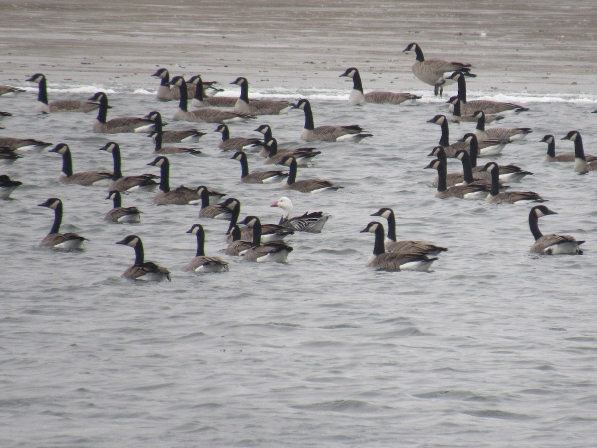 Snow Goose - ML125082341