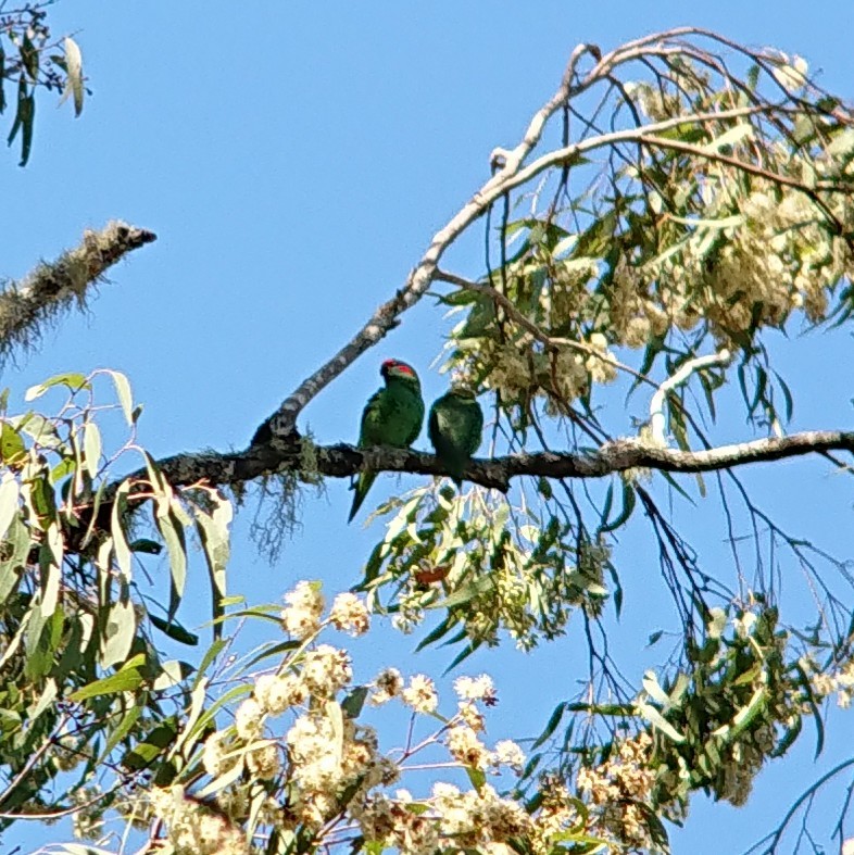 Musk Lorikeet - ML125082451