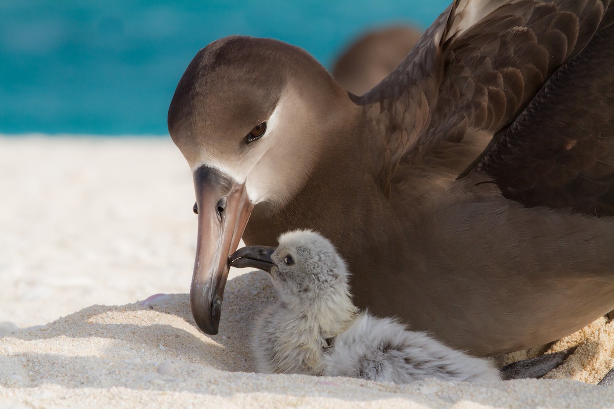 Black-footed Albatross - ML125082491