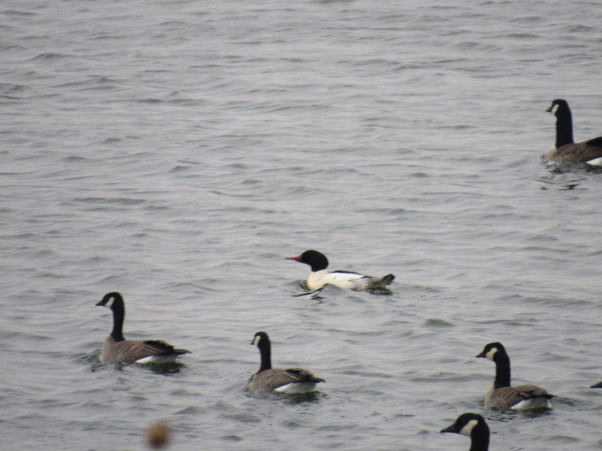 Common Merganser - ML125082541