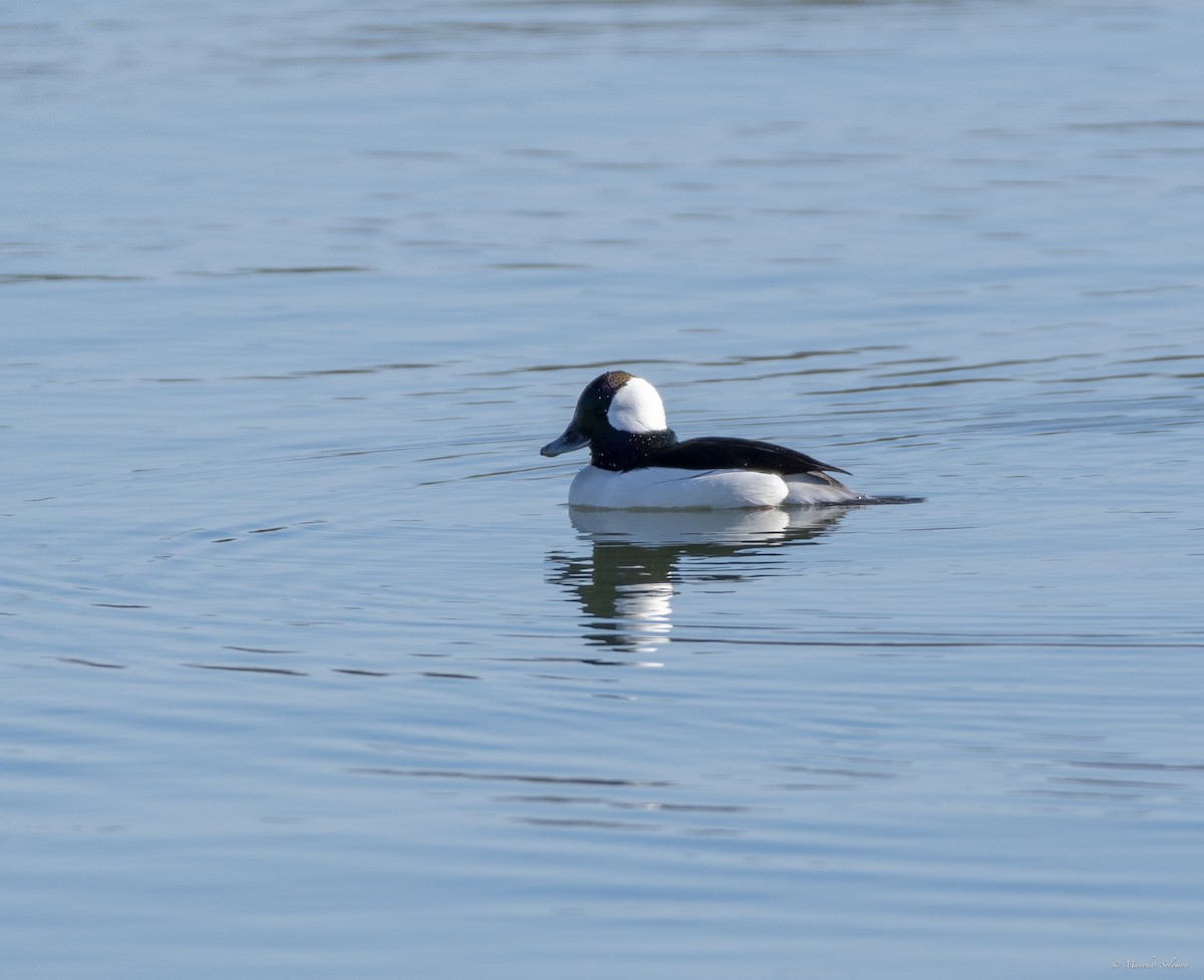 Bufflehead - Manohar Solomon