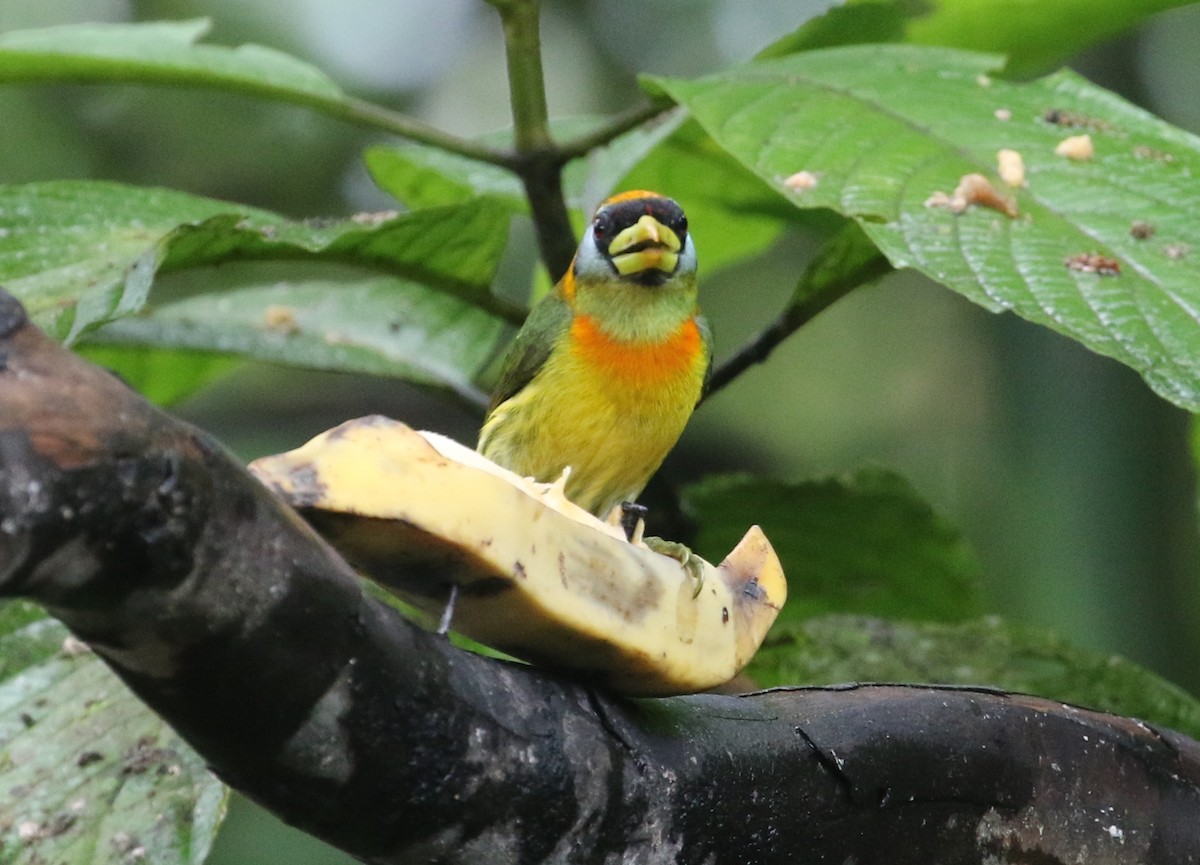 Red-headed Barbet - Carol Ortenzio