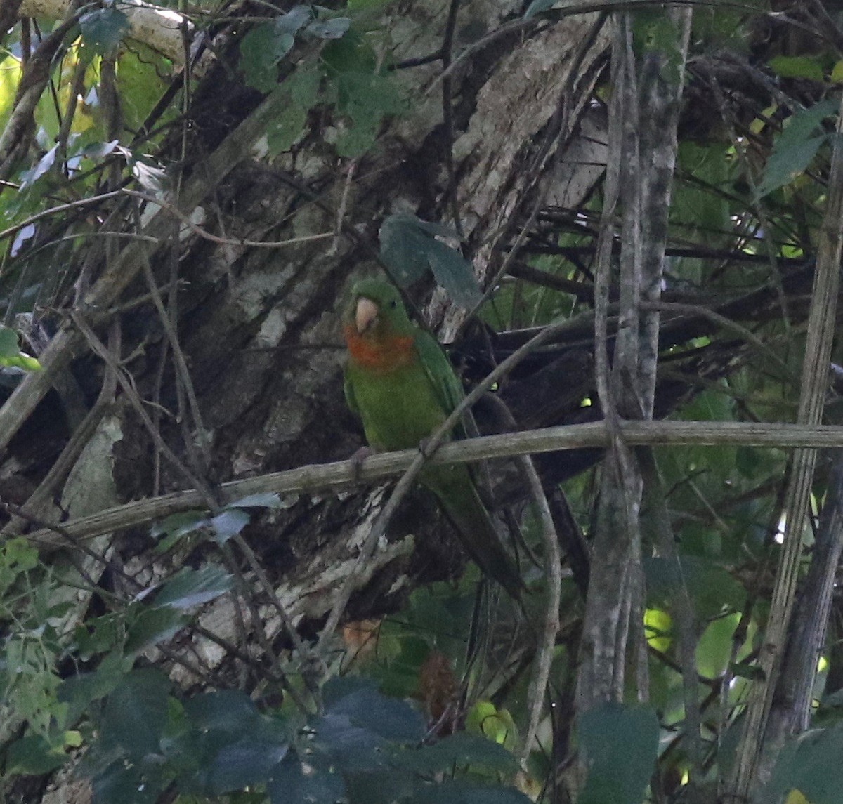 Green Parakeet (Red-throated) - ML125086471