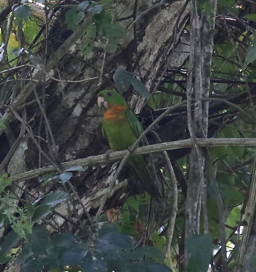 Green Parakeet (Red-throated) - ML125086481