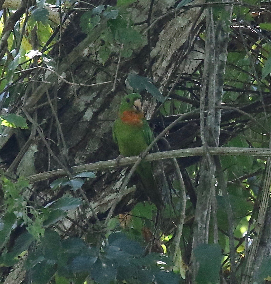 Green Parakeet (Red-throated) - ML125086491