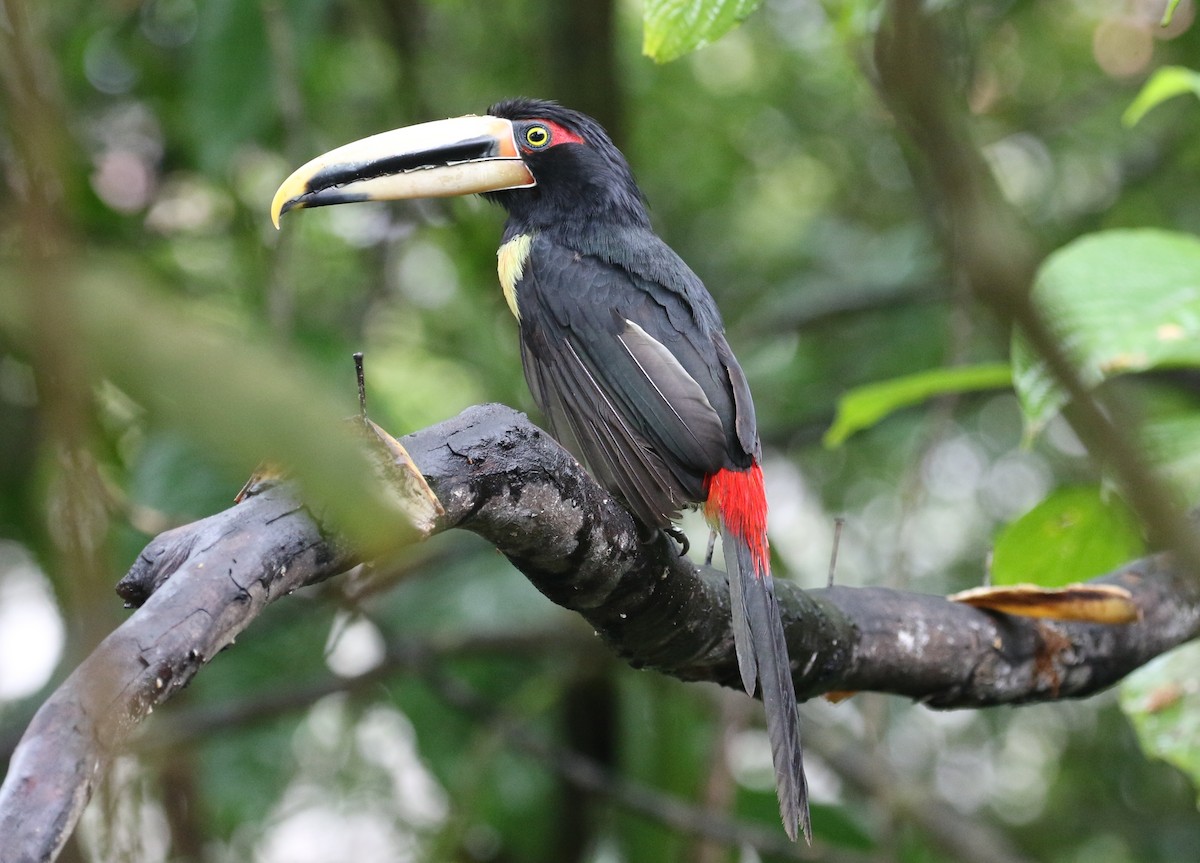 Collared Aracari - ML125086551