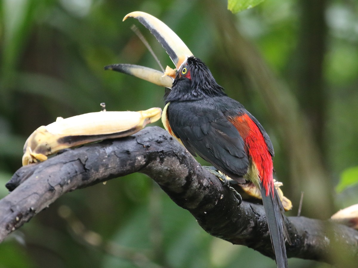 Collared Aracari - ML125086561