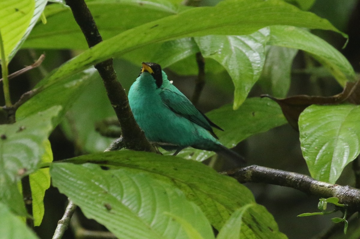 Green Honeycreeper - ML125086821